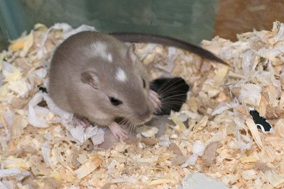 litter02@7wks_01.jpg