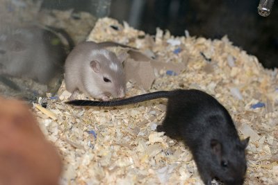 litter02@7wks_02.jpg