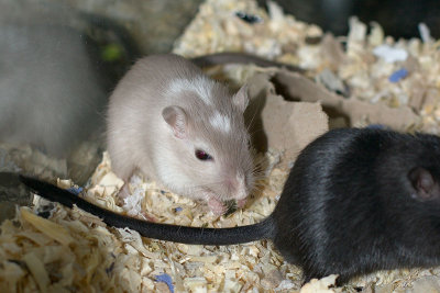 litter02@7wks_03.jpg