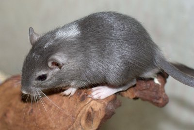 litter02@7wks_04.jpg