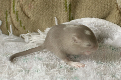 litter03@2wk_03.jpg