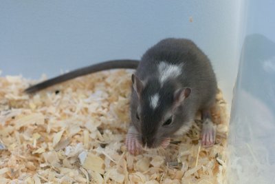 litter02@7wks_06.jpg