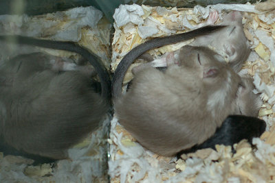 litter03@2wk_04.jpg
