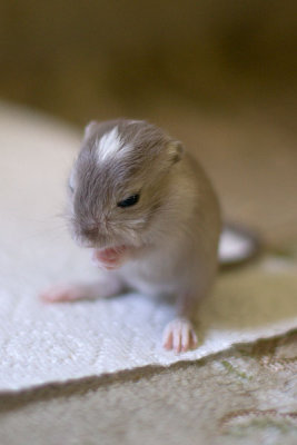 litter03@2wk_06.jpg