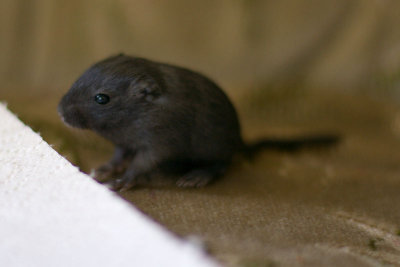 litter03@2wk_07.jpg
