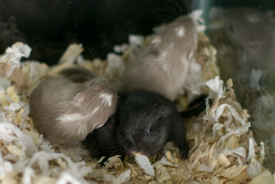 litter03@2wk_09.jpg