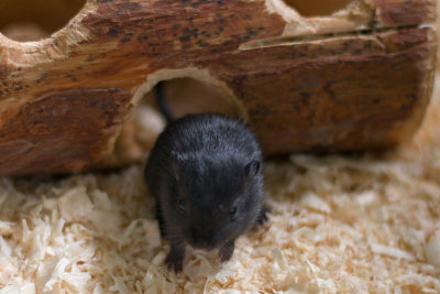 litter03@2wk_13.jpg