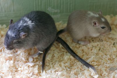pepsis_new_friend.jpg