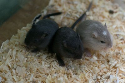 litter03@3wks_03.jpg