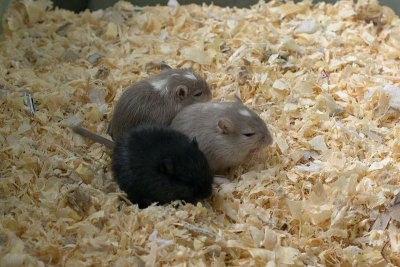 litter03@3wks_04.jpg