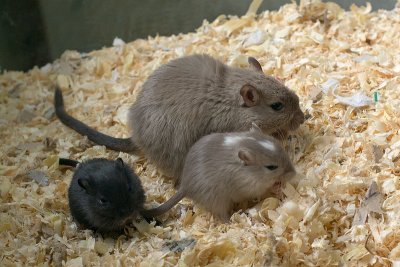 litter03@3wks_05.jpg