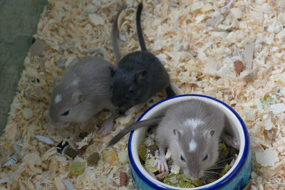 litter03@4wks_01.jpg