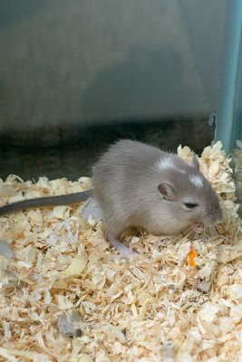 litter03@6wks_02.jpg