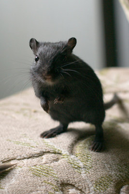 litter03@7wks_01.jpg