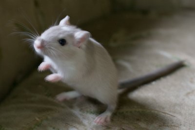 litter03@7wks_02.jpg