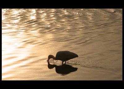 ...ibis at sunset #1...