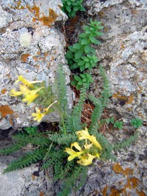 I found these growing in the cracks between the rocks next to the stone staircase.
