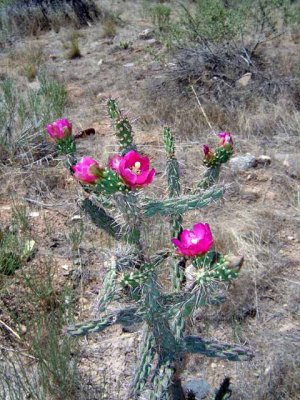 Saturday as Wilma and I went on our adventures.  This was my first time to ever see Cactus Roses
