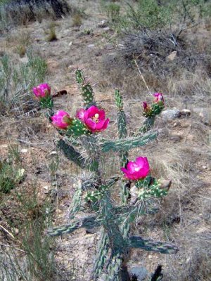 Saturday as Wilma and I went on our adventures. This was my first time to ever see Cactus Roses