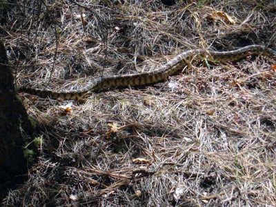 The rattler heads off for his home, satisfied that he scared the bejeebers out of the two travelers.