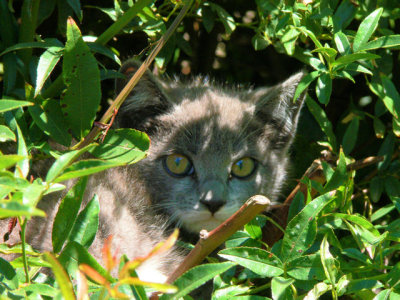 Feral kitten in the hedge