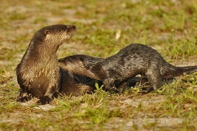 River Otters - Mother and Four Pups