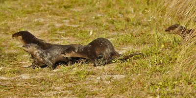 River Otters - Mother and Four Pups