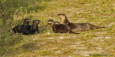 River Otters - Mother and Four Pups