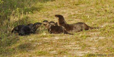 River Otters - Mother and Four Pups