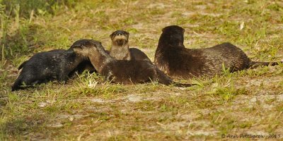 River Otters - Mother and Four Pups