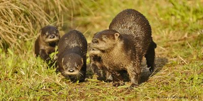 River Otters - Mother and Four Pups