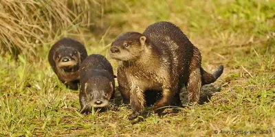 River Otters - Mother and Four Pups