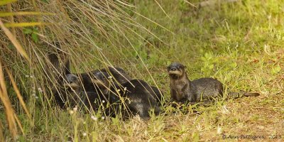 River Otters - Mother and Four Pups