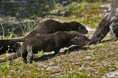 River Otters - Mother and Four Pups