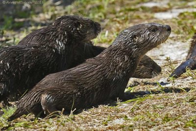 River Otters - Mother and Four Pups