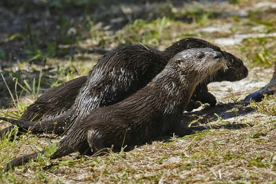 River Otters - Mother and Four Pups