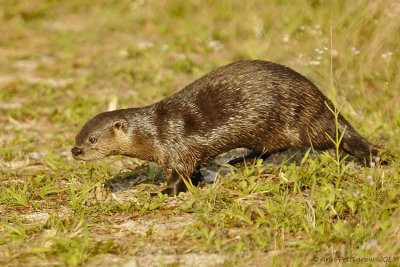 River Otters - Mother and Four Pups