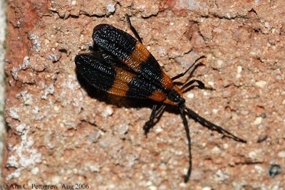 Banded Net-wing (Calopteron sp.)