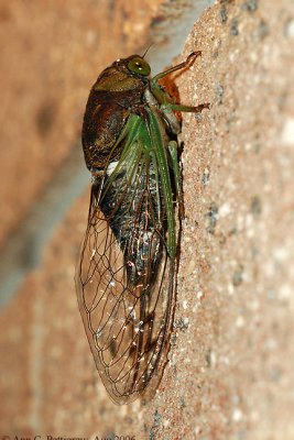 Cicada (Tibicen sp.) - Aug 2006