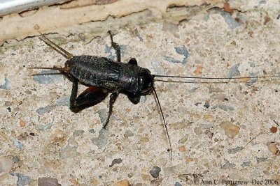 Field Cricket Nymph - Aug 2006