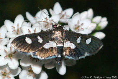 Grape Leaffolder Moth - Aug 2006