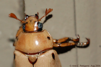 Grapevine Beetle - Up Close 