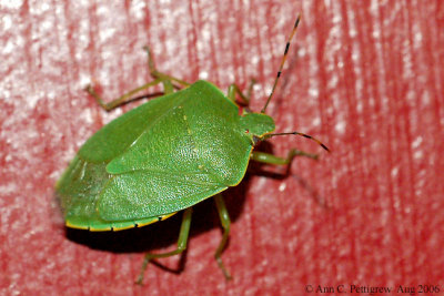 Green Stink Bug - Aug 2006