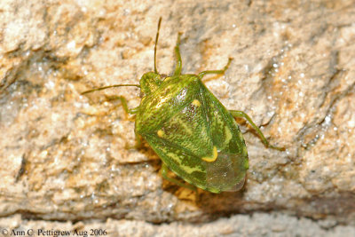 Green Stink Bug - Nymph - Aug 2006