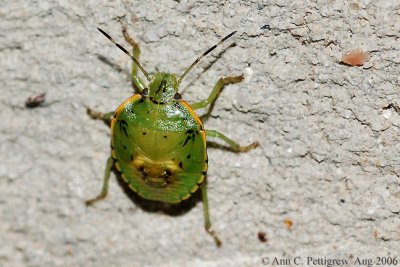 Green Stink Bug - Nymph - Aug 2006