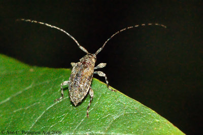Long-horned Beetle sp. 