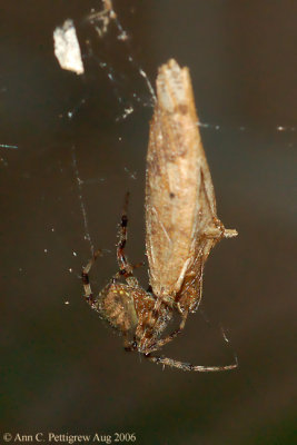 Spider with Moth
