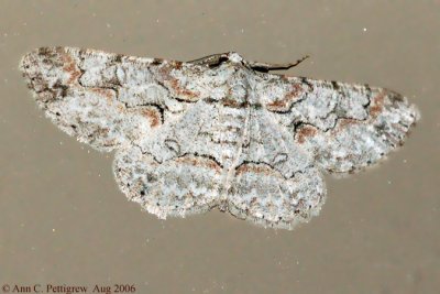 Brown-shaded Gray Moth