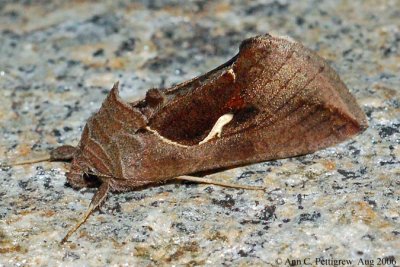 Celery Looper Moth