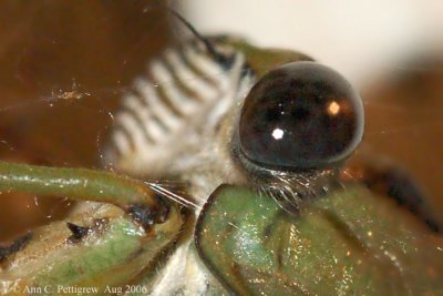 Cicada Eye - Up Close